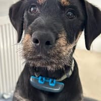Bonzo sucht sein Für-immer-Zuhause, Hund zur Adoption