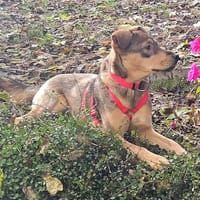 Lysara   kleine Schönheit sucht großes Glück, Hündin zur Adoption