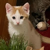 PFIFFER, kleiner Herzensbrecher, Kater zur Adoption