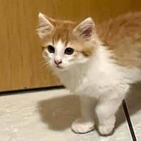 ROTKÄPPCHEN, ein Katzenmädchen zum Verlieben, Katze zur Adoption