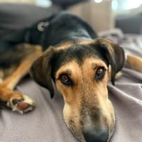 Nemo (Norvard) -Verschmuster Entdecker sucht seine Menschen, Hund zur Adoption