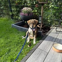 Peanut  sucht sein für immer Zuhause, Hund zur Adoption