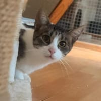 Charlie sucht ein geduldiges Zuhause, Kater zur Adoption