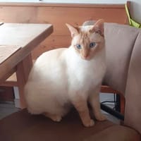 Lupi sucht als Einzelkatze mit Garten, Katze zur Adoption