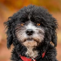 TITOS wünscht sich Menschen, die ihm Nähe schenken, Hund zur Adoption