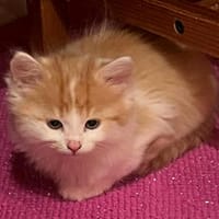 FEE, wickelt jedes Herz um ihr Samtpfötchen, Katze zur Adoption