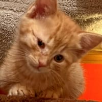 KOBOLD erobert jedes Herz im Sturm, Kater zur Adoption