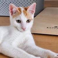 Thimba Raketenpfötchen mit Mogli-Abo, Kater zur Adoption