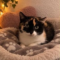 Nika sucht ihr Für-immer-Zuhause, Katze zur Adoption
