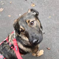 Duke  lieber, junger Rüde sucht Zuhause, Hund zur Adoption