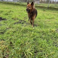 Tiefbauexperte Odin, Hund zur Adoption