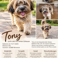 ❤ TONY  kleiner Herzensbrecher sucht sein Für-immer-Zuhaus, Hund zur Adoption