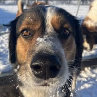 Theo sucht sein zu Hause, Hund zur Adoption
