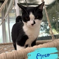Kater Oreo sucht sein Schlafplatz, Kater zur Adoption