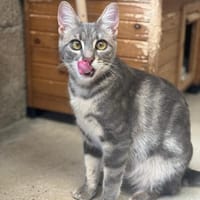 Ivy, Katze zur Adoption