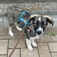 Levi - die unglaublich treue Seele, Hündin zur Adoption