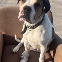 Platz da, hier kommt Frosch., Hund zur Adoption