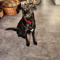 THALIA - lebensfroh, neugierig, lernfreudig, Hündin zur Adoption