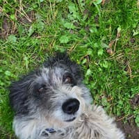 Verschmuste, anhängliche , kleine Bella, Hündin zur Adoption