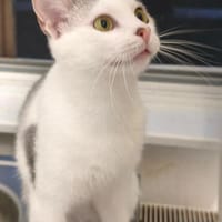 Süße Katze Alma, Katze zur Adoption