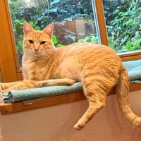 Schöner, etwas nervöser Kater Gunter, Kater zur Adoption