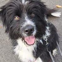 Unser lieber💙Robin💙sucht seine Menschen💙🐾💙, Hund zur Adoption