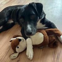 🐾 Fibs  ein Herz auf vier Pfoten sucht sein Glück! 🐾, Hund zur Adoption