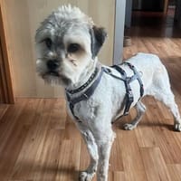Malvin - Wuschel, Hund zur Adoption