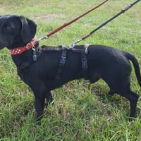 Fifi: kleiner Schatz auf Pflegestelle in 21256 Handeloh, Hund zur Adoption