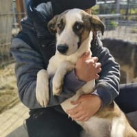 Joy 52 cm (Pflegestelle), Hündin zur Adoption