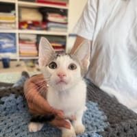 Rosalie - Noch kein Happy End, hilfst du ihr dabei?, Katze zur Adoption