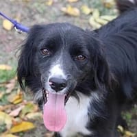 Leano ist so süß, sozial und liebenswert!, Hund zur Adoption