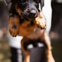 Mischas Kinder- Tilda, Hündin zur Adoption