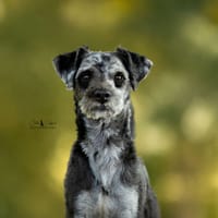 Cookie (réservé), chien à adopter