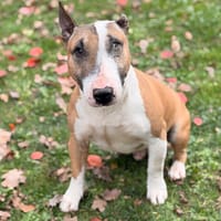 Guyzmo CAA16203, chien à adopter