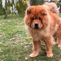 Choup's CAA16206, chien à adopter