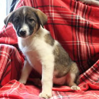 MAA 3742, chienne à adopter