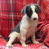 MAA 3739, chien à adopter