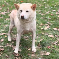 Rockette CAA16193, chienne à adopter