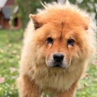 Sybelle CAA16208, chienne à adopter