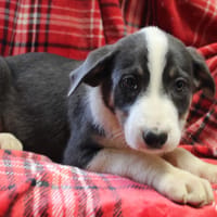 MAA 3741, chienne à adopter