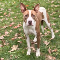 Athena CAA13968, chienne à adopter
