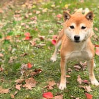 Bella CAA16191, chienne à adopter