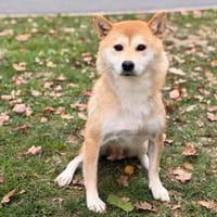 Sumai CAA16192, chienne à adopter