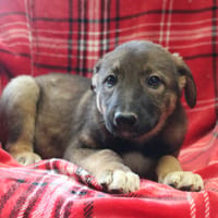 MAA 3738, chien à adopter