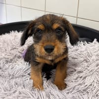 DIESEL, chien à adopter