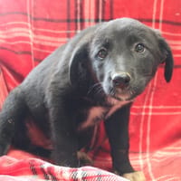 MAA 3737, chienne à adopter