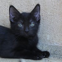 GIMLI, chatte à adopter