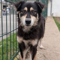 Chance, chienne à adopter