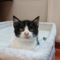 JOSE, chat à adopter